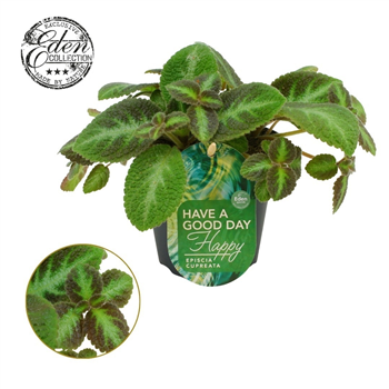 Episcia cupreata 'Neon Surprise' F00009409