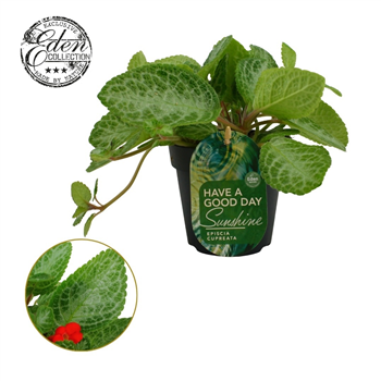 Episcia cupreata 'Minty Imp' F00009408