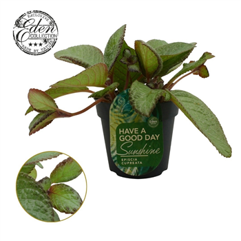 Episcia cupreata 'Tierra Menta' F00009411