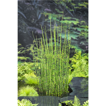 Equisetum hyemale F00004098