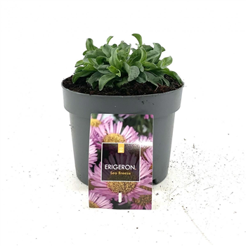 Erigeron glaucus 'Sea Breeze' F00009145
