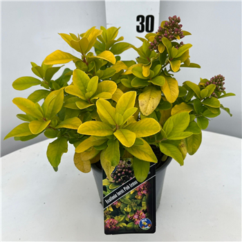 Escallonia bifida 'Pink Lemon' F00009714