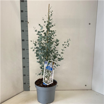 Evkaliptus gunnii 'Silverana' F00009722