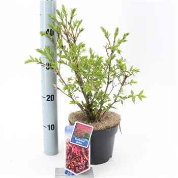Euonymus alatus F00009718
