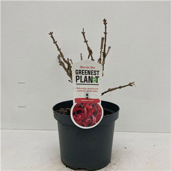 Euonymus alatus F00009719