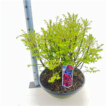Euonymus alatus F00009717