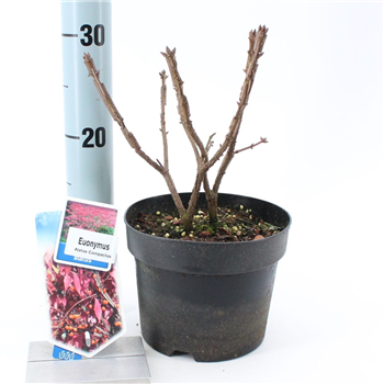 Euonymus alatus 'Compactus' F00009715