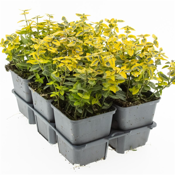 Euonymus fortunei 'Emerald 'n' Gold' F00009205