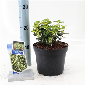 Euonymus fortunei 'Blondy' F00009720