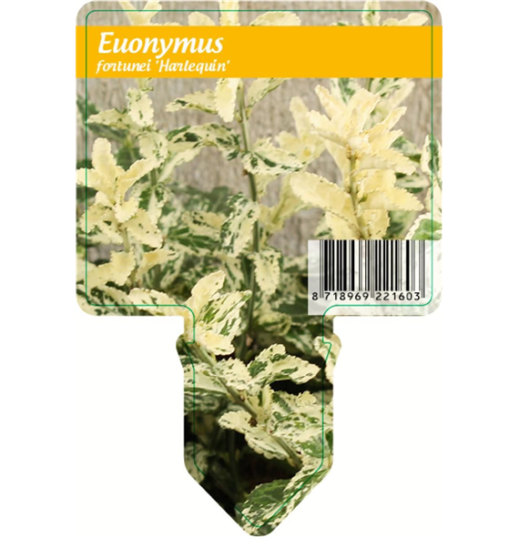 Euonymus fortunei 'Harlequin' F00009206