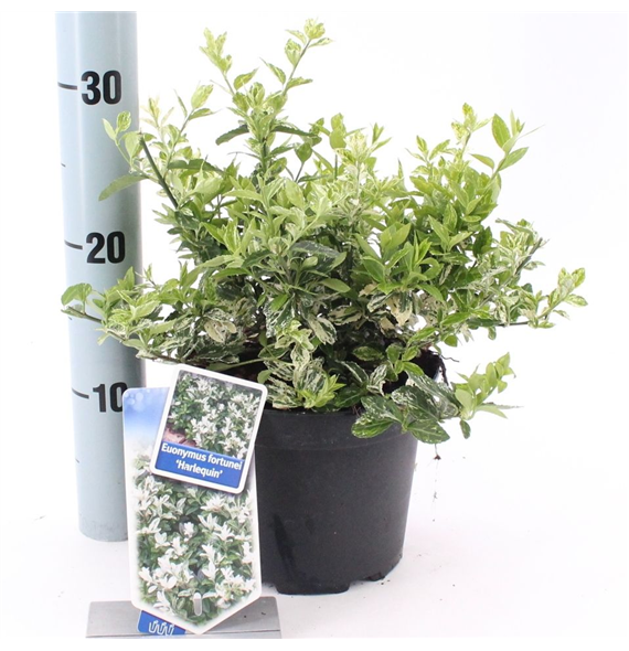 Euonymus fortunei 'Harlequin' F00009721