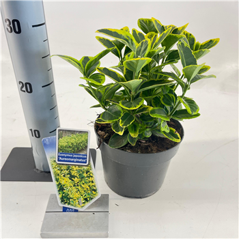 Euonymus japonicus 'Aureomarginatus' F00009726