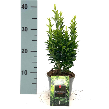 Euonymus japonicus 'Green Spire' F00009527