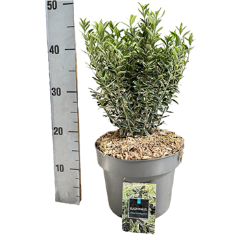 Euonymus japonicus 'Microphyllus Albovariegatus' F00004222