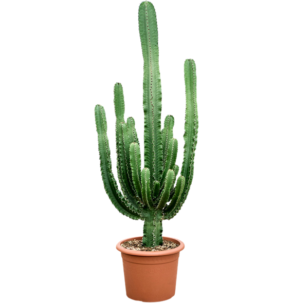 Euphorbia erytrea 4EUERKK50