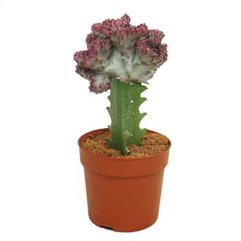 Euphorbia lactea F00004570