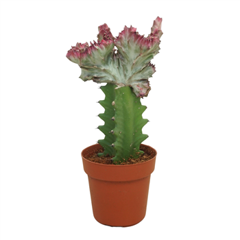 Euphorbia lactea cristata F00004562
