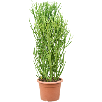 Euphorbia tirucalli 'Sticks on Fire' (100-120cm) 4EUTIKK18
