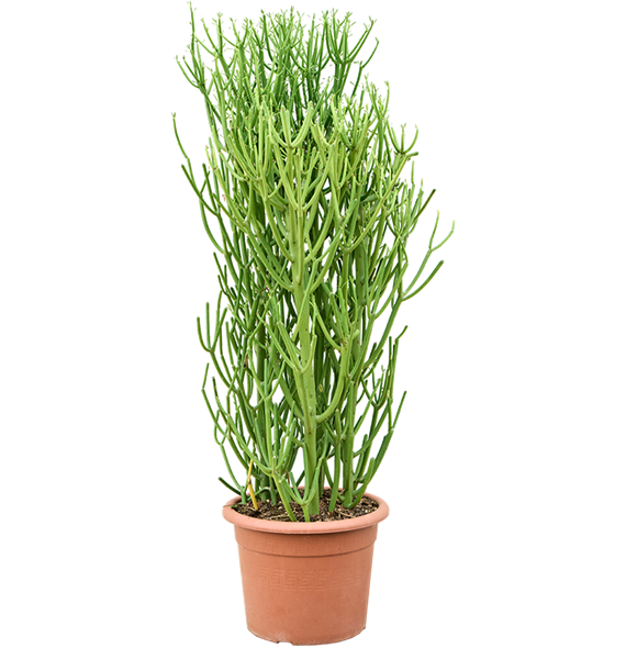 Euphorbia tirucalli 'Sticks on Fire' (100-120cm) 4EUTIKK18