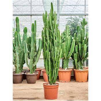 Euphorbia trigona 4EUTRKK31