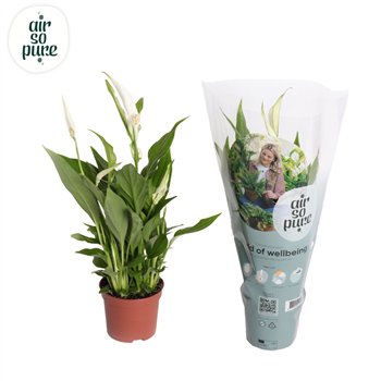 Spatifil pearl cupido Air So Pure - Pearl Cupido 9cm 3 fl 35cm 9cm Q5414