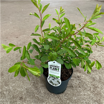 Exochorda macrantha 'The Bride' F00009728