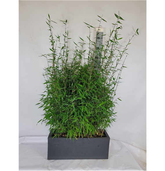 Fargesia denudata 'Malachite Monkeys' F00009431