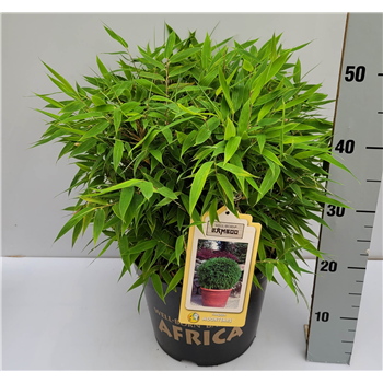 Fargesia murielae F00009552
