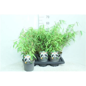 Fargesia rufa F00008942