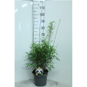 Fargesia rufa F00008943