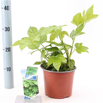 Fatsia japonica F00009731