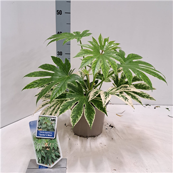 Fatsia japonica 'Spiders Web' F00009729