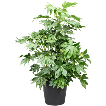Fatsia japonica (140-160) 4FAJATU60