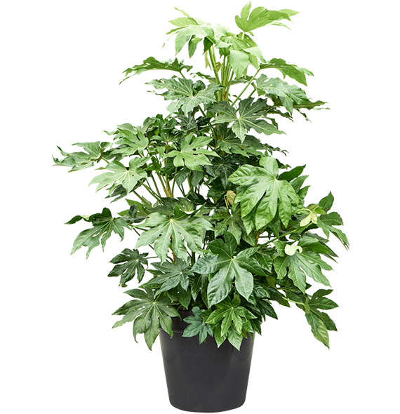 Fatsia japonica (140-160) 4FAJATU60