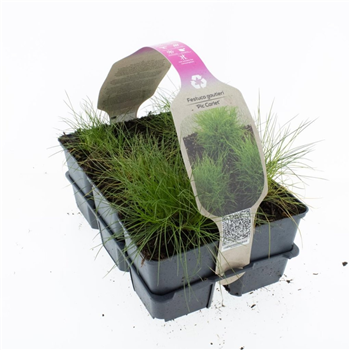 Festuca gautieri 'Pic Carlit' F00009225