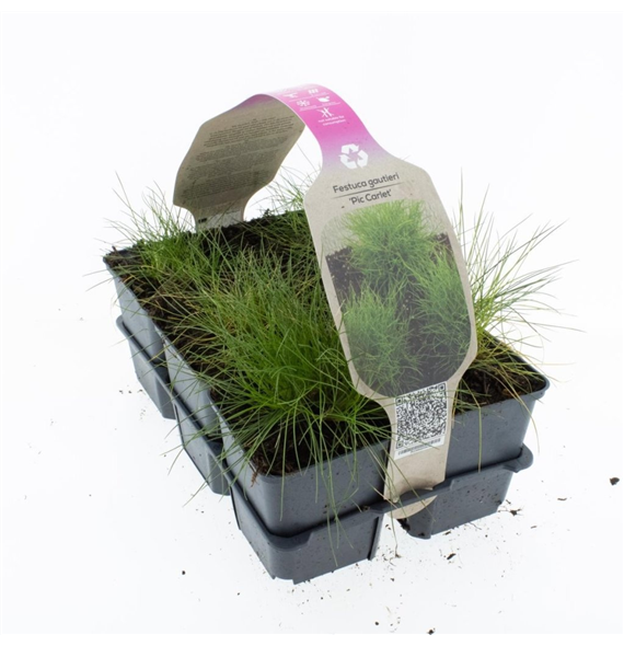 Festuca gautieri 'Pic Carlit' F00009225