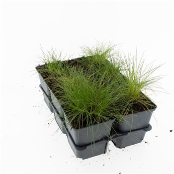 Festuca gautieri 'Pic Carlit' F00009210
