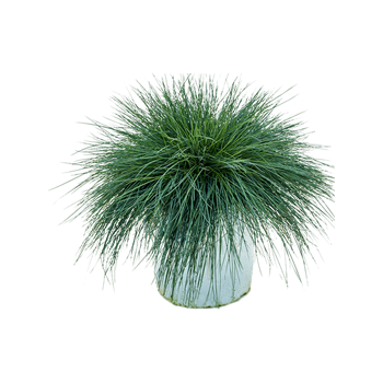 Festuca glauca 'Intense Blue' 5FEGLBU05