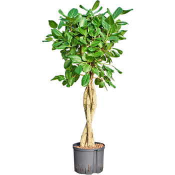 Fikus benghalensis 'Audrey' 1FIAUGS24