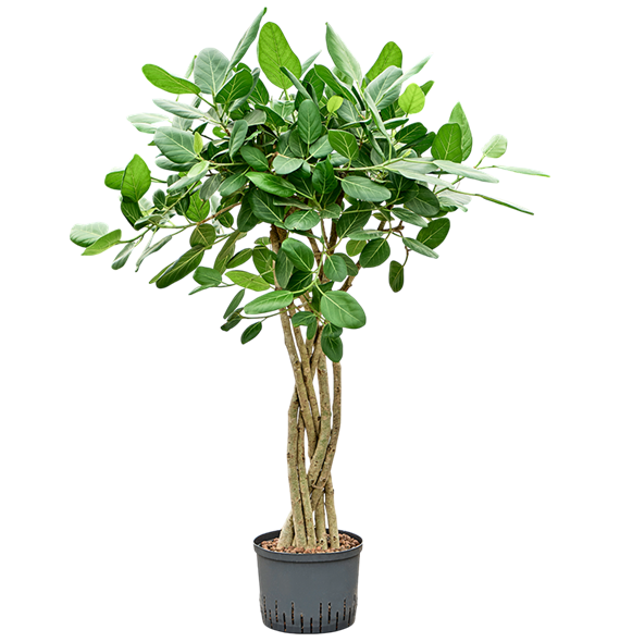 Fikus benghalensis 'Audrey' 1FIAUSS20