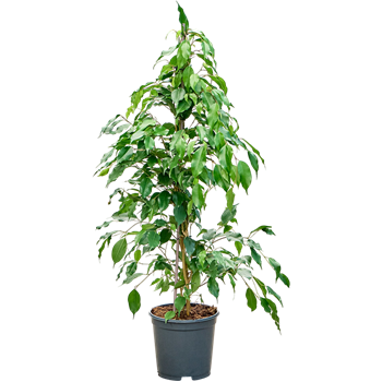 Fikus benjamina 'Exotica' 4FIBETU21