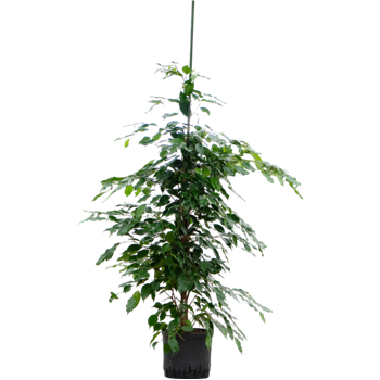 Fikus benjamina 'Exotica' 1FIBD1T22