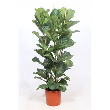 Fikus lyrata F00002954