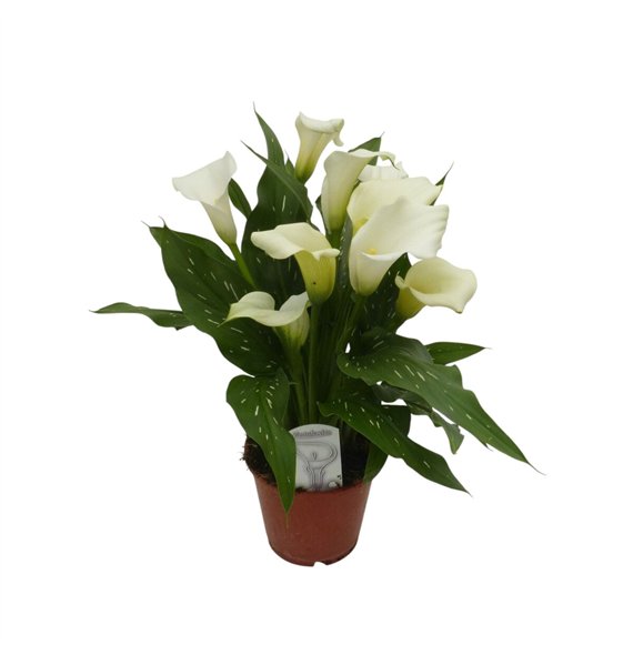 Kala Wit5 fl 45cm 14cm Q5176