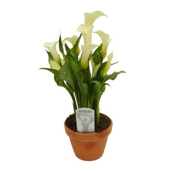 Kala siberia wit in stenen pot6 fl 40cm 14cm Q5184