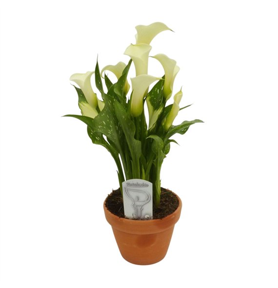 Kala siberia wit in stenen pot6 fl 40cm 14cm Q5184