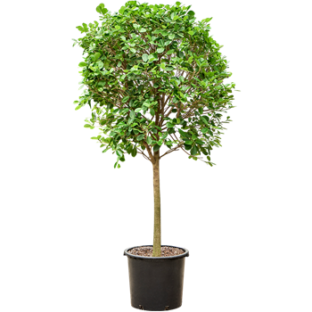 Fikus microcarpa 'Moclame'(200-230) 4FIMORS02