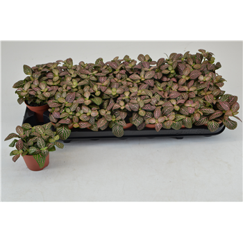 Fittonia Mosaic Mistral F00001033