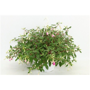 Fuchsia 'Puts Folly' F00009436