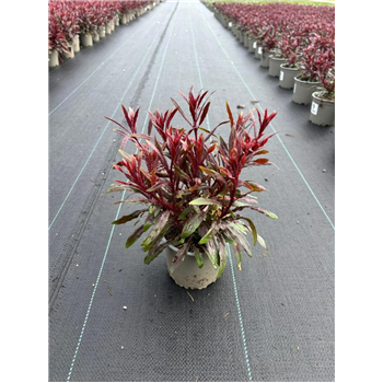 Gaura lindheimeri F00009275